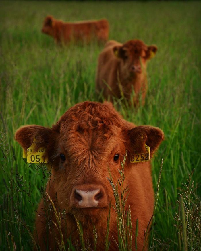 If You Ever Feel Sad, These 50 Highland Cattle Calves Will Make You Smile