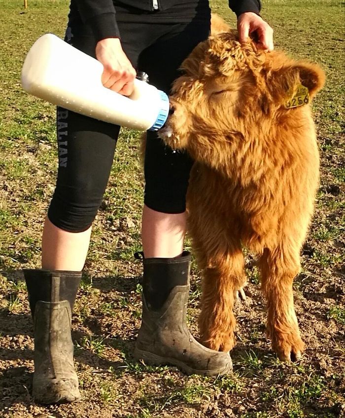 If You Ever Feel Sad, These 50 Highland Cattle Calves Will Make You Smile