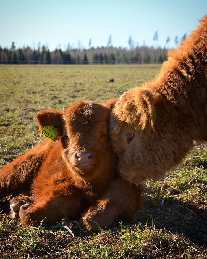 If You Ever Feel Sad, These 50 Highland Cattle Calves Will Make You Smile