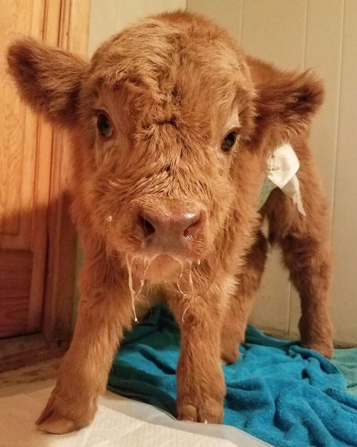 If You Ever Feel Sad, These 50 Highland Cattle Calves Will Make You Smile