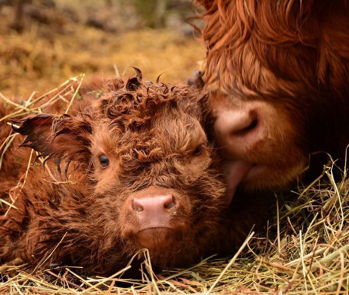 If You Ever Feel Sad, These 50 Highland Cattle Calves Will Make You Smile