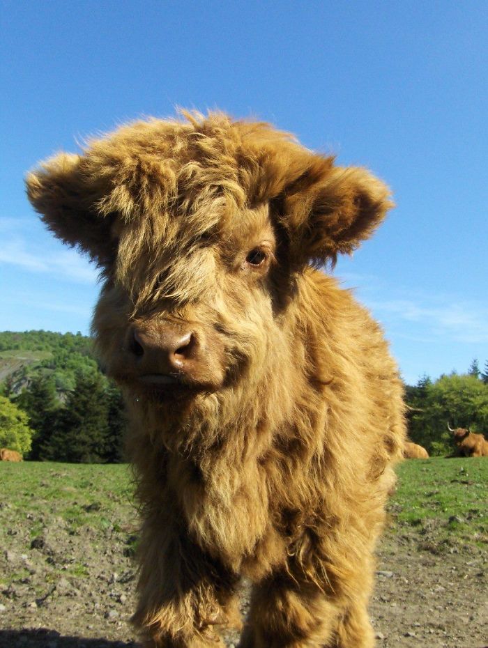 If You Ever Feel Sad, These 50 Highland Cattle Calves Will Make You Smile