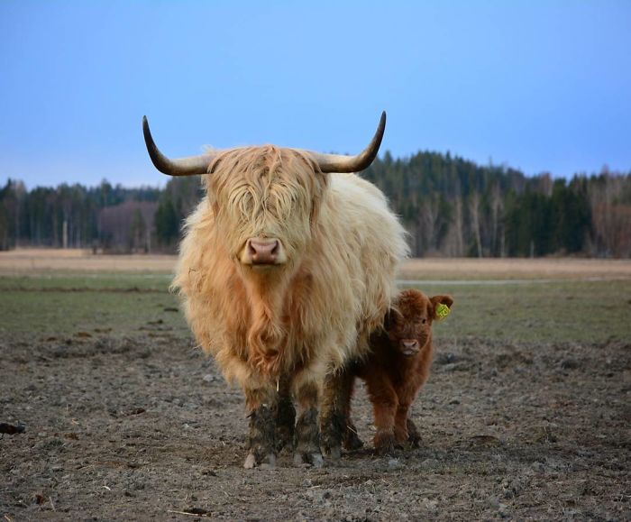 If You Ever Feel Sad, These 50 Highland Cattle Calves Will Make You Smile