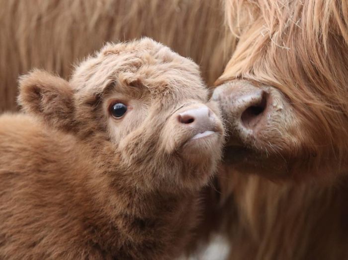 If You Ever Feel Sad, These 50 Highland Cattle Calves Will Make You Smile