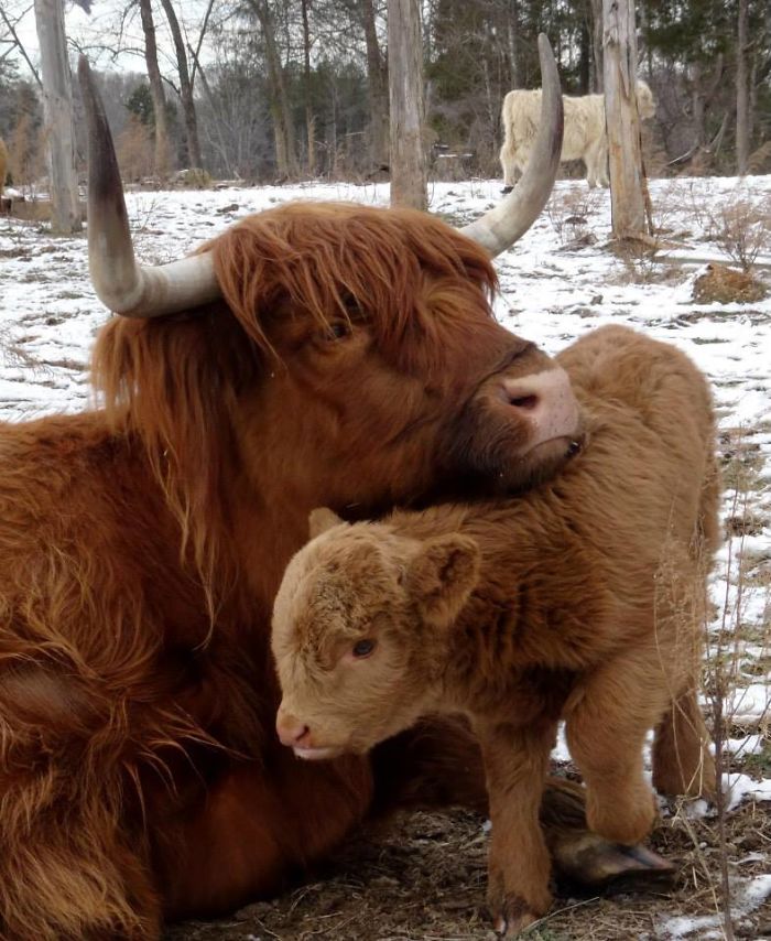 If You Ever Feel Sad, These 50 Highland Cattle Calves Will Make You Smile