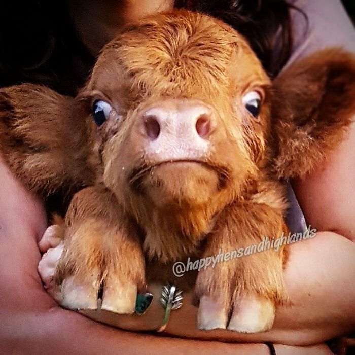 If You Ever Feel Sad, These 50 Highland Cattle Calves Will Make You Smile