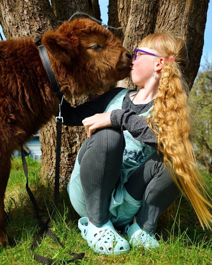 If You Ever Feel Sad, These 50 Highland Cattle Calves Will Make You Smile