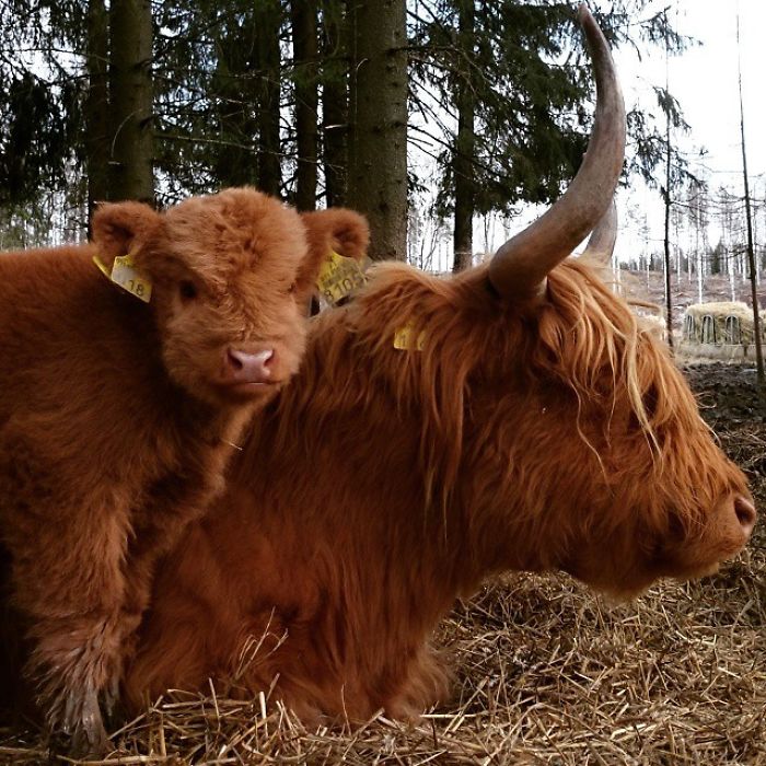 If You Ever Feel Sad, These 50 Highland Cattle Calves Will Make You Smile