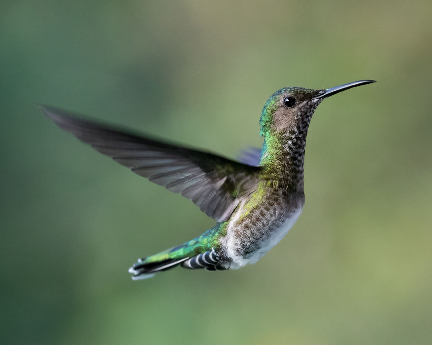 How To Photograph Hummingbirds How To Photograph Hummingbirds