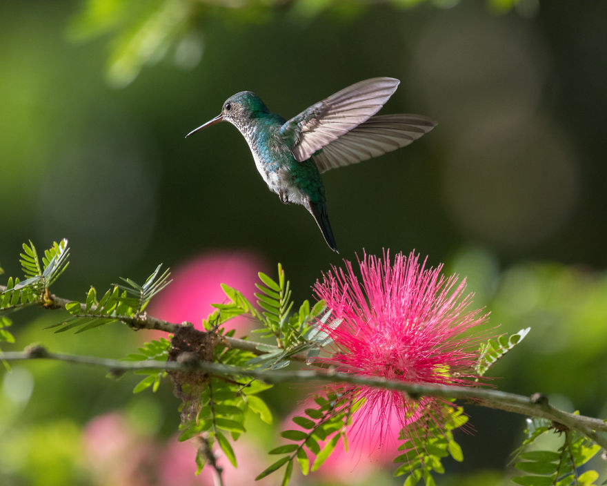 How To Photograph Hummingbirds How To Photograph Hummingbirds