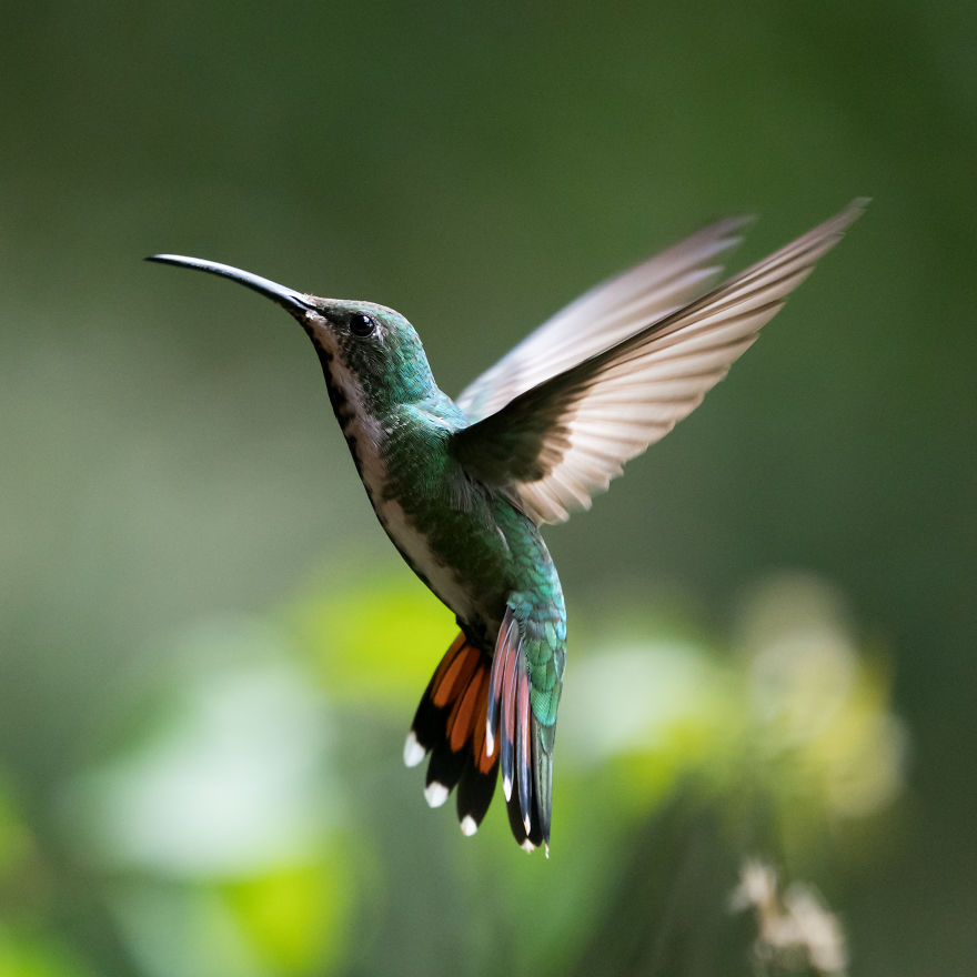 How To Photograph Hummingbirds How To Photograph Hummingbirds