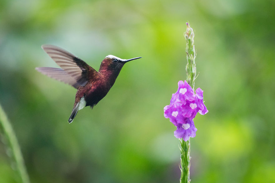 How To Photograph Hummingbirds How To Photograph Hummingbirds
