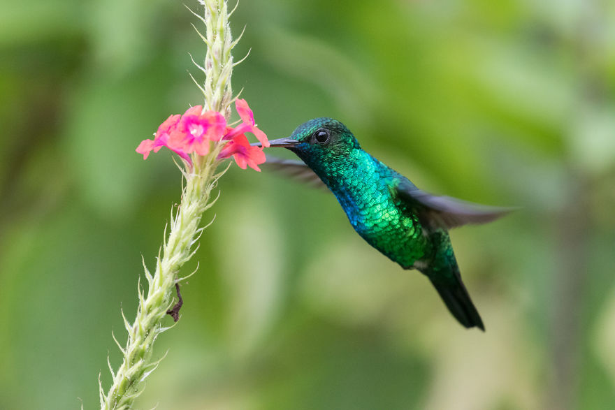 How To Photograph Hummingbirds How To Photograph Hummingbirds