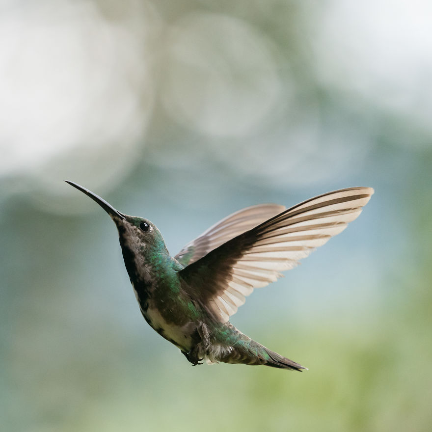 How To Photograph Hummingbirds How To Photograph Hummingbirds