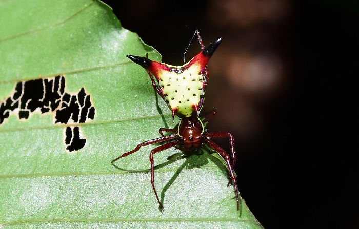 The Backside Of This Rare Spider Looks Like Pikachu From Your Nightmares The Backside Of This Rare Spider Looks Like Pikachu From Your Nightmares
