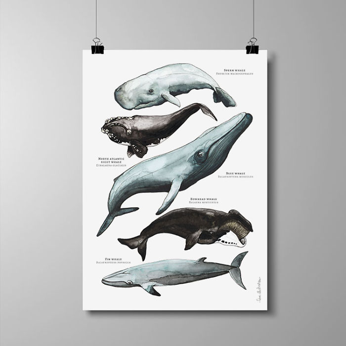 I Draw Animal Posters Using Pencils And Watercolors