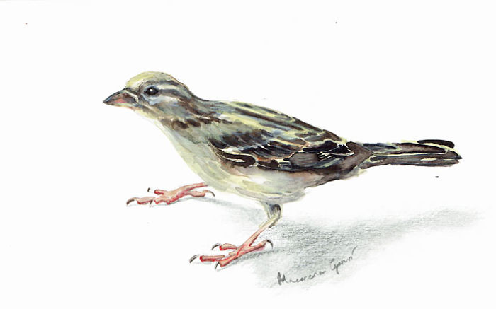 My Watercolour Birds My Watercolour Birds