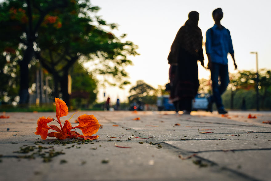 The Romantic Color Of The “Krishnachura” The Romantic Color Of The “Krishnachura”