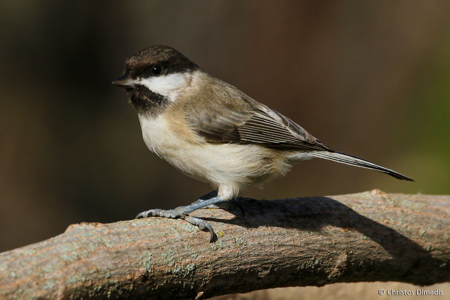 Sweet Birds Of Grevena! Sweet Birds Of Grevena!