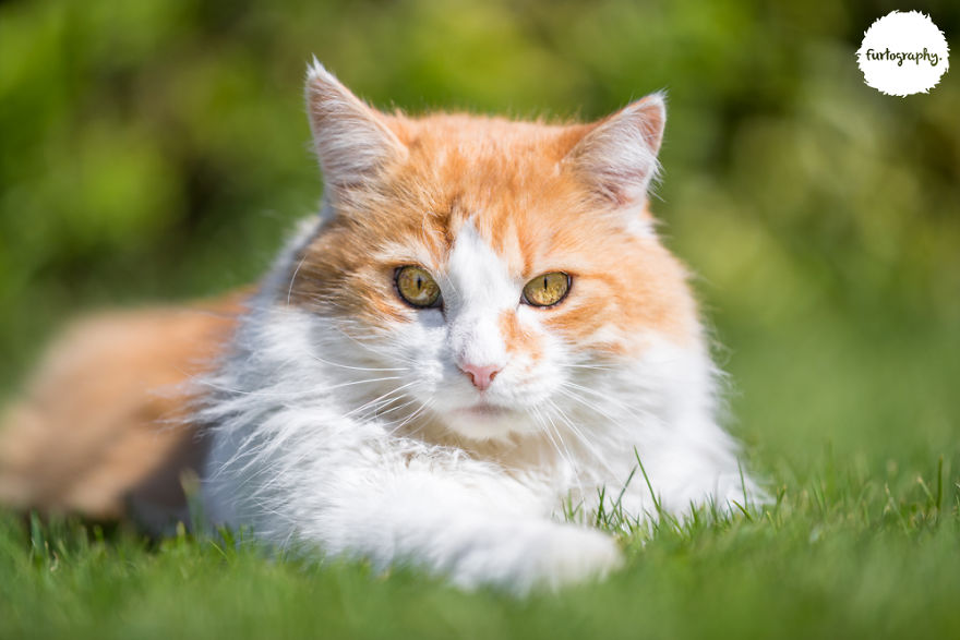 7 Years After Major Nz Earthquake, The ‘Unknown Cat’ I Wrote About In Quake Cats Book Is Found Alive & Well, Fully Recovered From Horrific Injuries. This Is His Story 7 Years After Major Nz Earthquake, The ‘Unknown Cat’ I Wrote About In Quake Cats Book Is Found Alive & Well, Fully Recovered From Horrific Injuries. This Is His Story