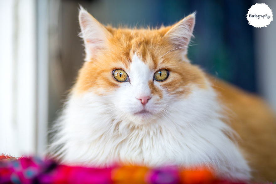 7 Years After Major Nz Earthquake, The ‘Unknown Cat’ I Wrote About In Quake Cats Book Is Found Alive & Well, Fully Recovered From Horrific Injuries. This Is His Story 7 Years After Major Nz Earthquake, The ‘Unknown Cat’ I Wrote About In Quake Cats Book Is Found Alive & Well, Fully Recovered From Horrific Injuries. This Is His Story