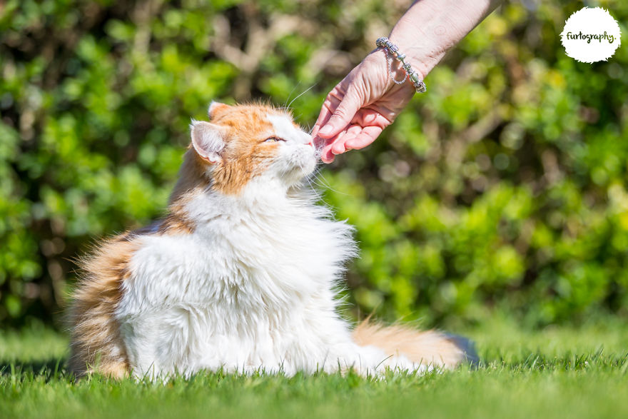 7 Years After Major Nz Earthquake, The ‘Unknown Cat’ I Wrote About In Quake Cats Book Is Found Alive & Well, Fully Recovered From Horrific Injuries. This Is His Story 7 Years After Major Nz Earthquake, The ‘Unknown Cat’ I Wrote About In Quake Cats Book Is Found Alive & Well, Fully Recovered From Horrific Injuries. This Is His Story