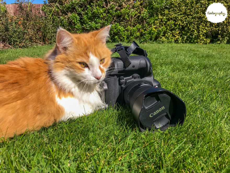 7 Years After Major Nz Earthquake, The ‘Unknown Cat’ I Wrote About In Quake Cats Book Is Found Alive & Well, Fully Recovered From Horrific Injuries. This Is His Story 7 Years After Major Nz Earthquake, The ‘Unknown Cat’ I Wrote About In Quake Cats Book Is Found Alive & Well, Fully Recovered From Horrific Injuries. This Is His Story