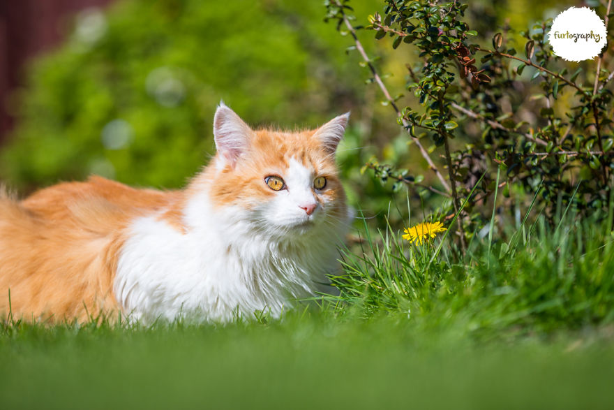 7 Years After Major Nz Earthquake, The ‘Unknown Cat’ I Wrote About In Quake Cats Book Is Found Alive & Well, Fully Recovered From Horrific Injuries. This Is His Story 7 Years After Major Nz Earthquake, The ‘Unknown Cat’ I Wrote About In Quake Cats Book Is Found Alive & Well, Fully Recovered From Horrific Injuries. This Is His Story