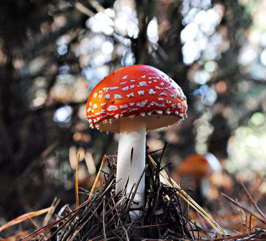 The Mystical World Of Mushrooms Captured In Photos The Mystical World Of Mushrooms Captured In Photos