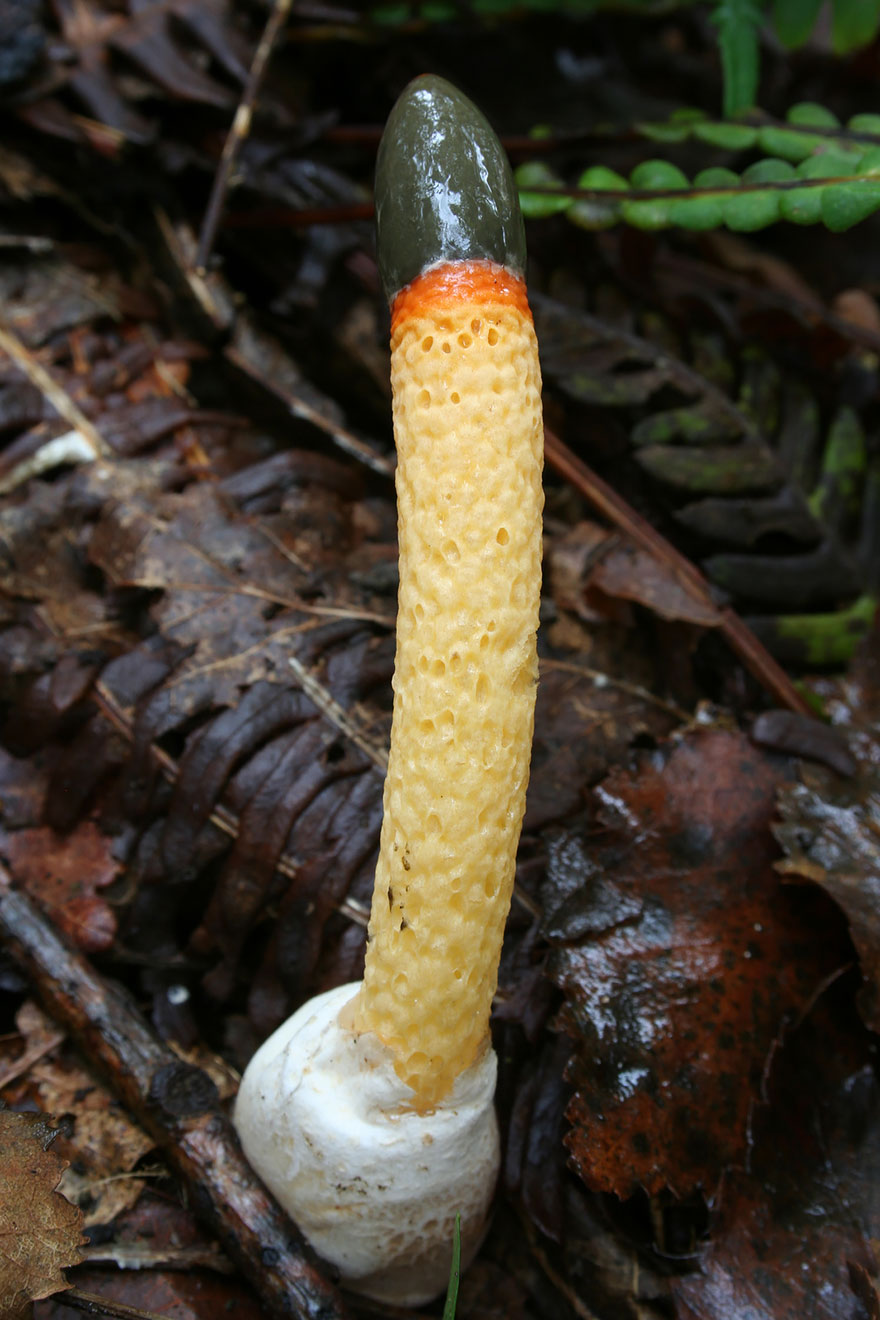 The Mystical World Of Mushrooms Captured In Photos The Mystical World Of Mushrooms Captured In Photos
