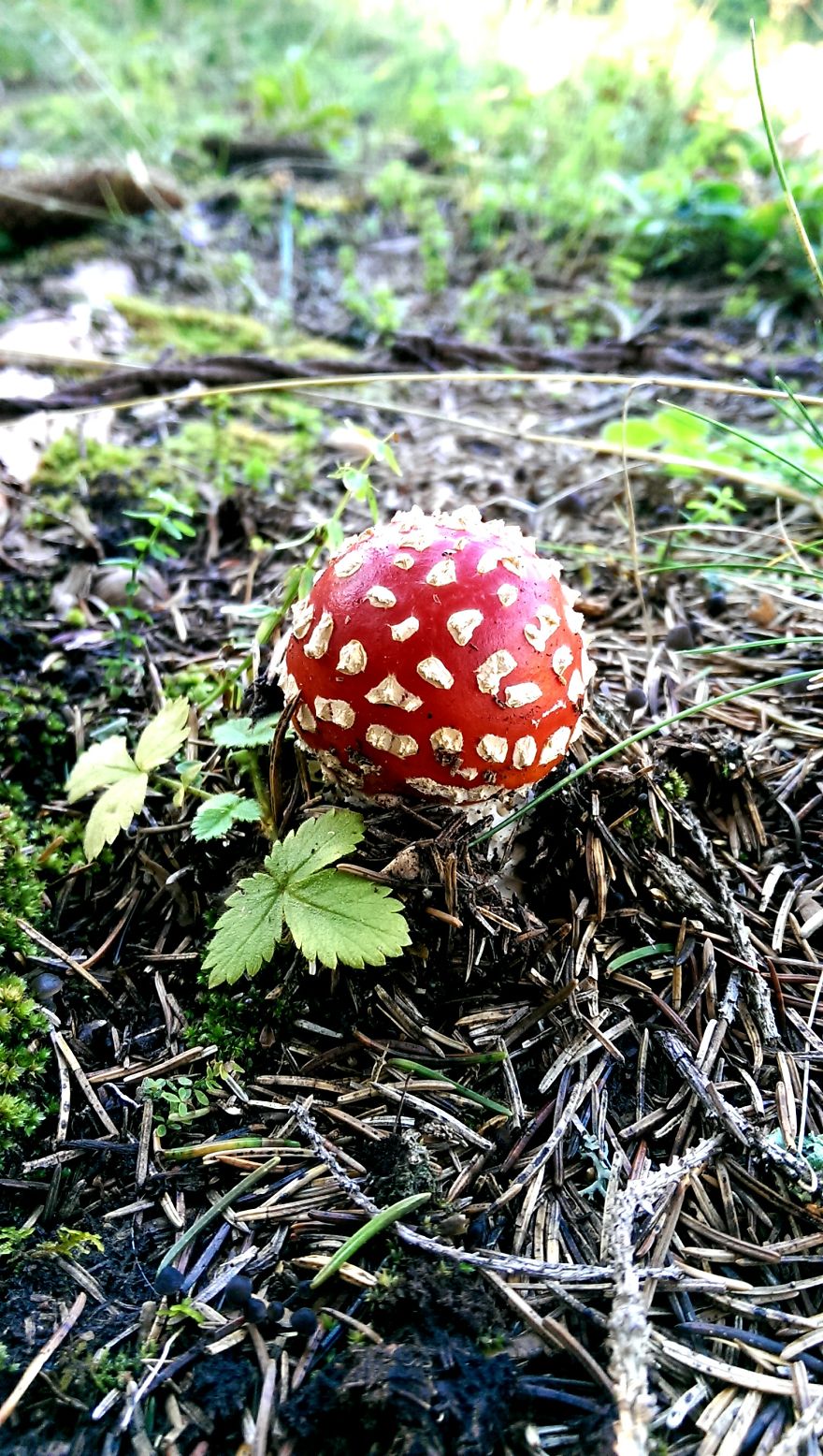 The Mystical World Of Mushrooms Captured In Photos The Mystical World Of Mushrooms Captured In Photos