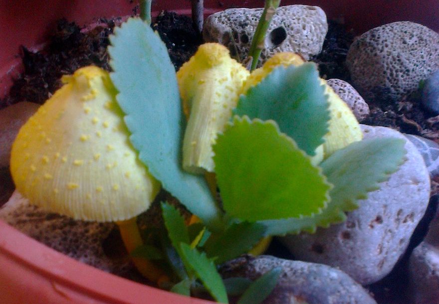 The Mystical World Of Mushrooms Captured In Photos The Mystical World Of Mushrooms Captured In Photos