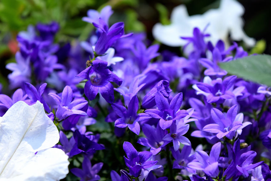 I Spent A Lot Of Time Capturing The Colors Of Various Flowers