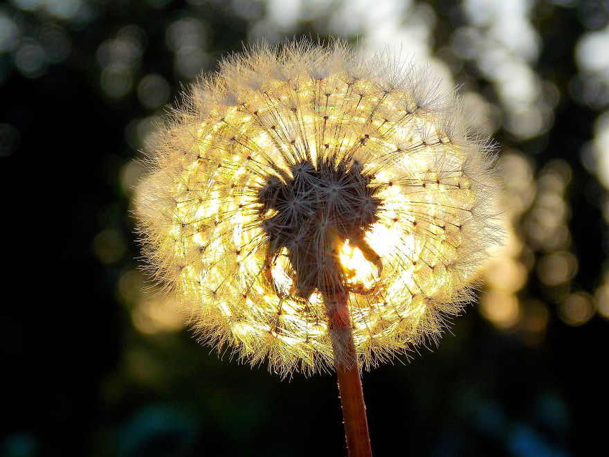 I Spent A Lot Of Time Capturing The Colors Of Various Flowers