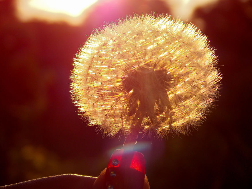 I Spent A Lot Of Time Capturing The Colors Of Various Flowers