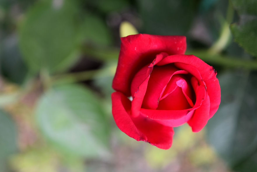 I Spent A Lot Of Time Capturing The Colors Of Various Flowers