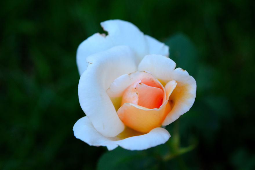 I Spent A Lot Of Time Capturing The Colors Of Various Flowers