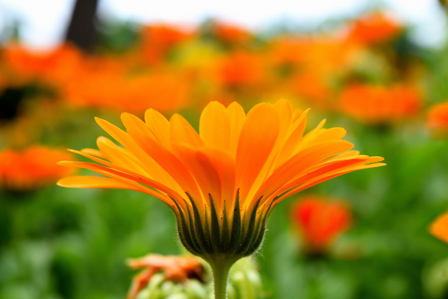 I Spent A Lot Of Time Capturing The Colors Of Various Flowers