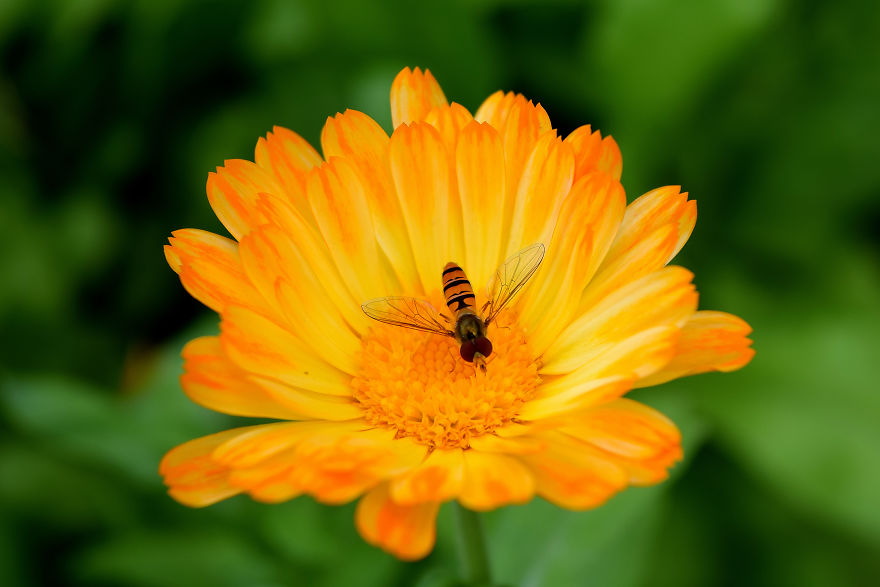 I Spent A Lot Of Time Capturing The Colors Of Various Flowers