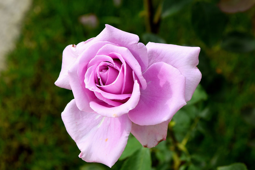 I Spent A Lot Of Time Capturing The Colors Of Various Flowers