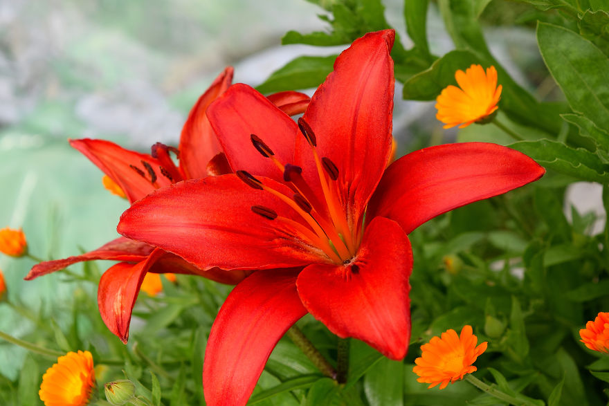 I Spent A Lot Of Time Capturing The Colors Of Various Flowers