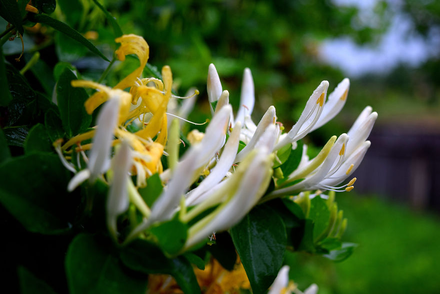 I Spent A Lot Of Time Capturing The Colors Of Various Flowers