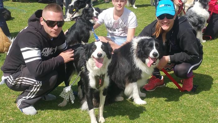 576 Border Collies Get Together In One Place To Break A World Record