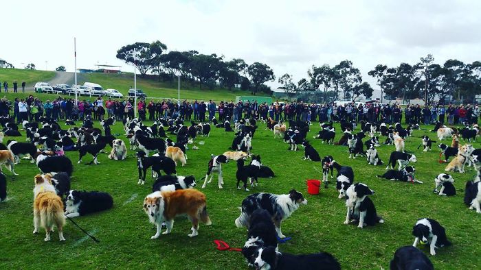 576 Border Collies Get Together In One Place To Break A World Record