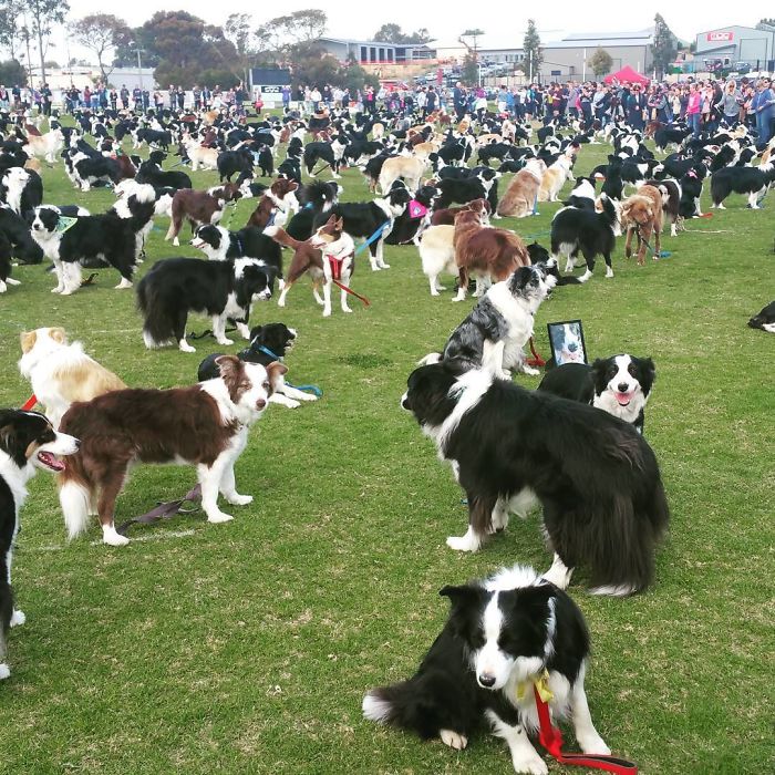 576 Border Collies Get Together In One Place To Break A World Record