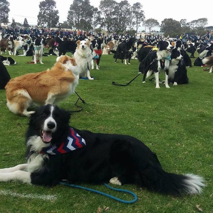 576 Border Collies Get Together In One Place To Break A World Record