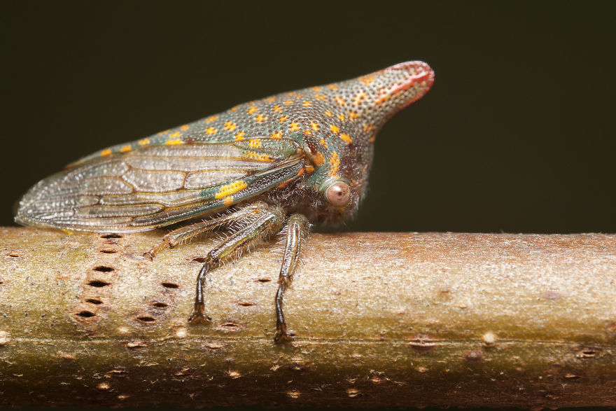 I Spent All Summer Photographing The Diversity Of Bugs In My Hometown