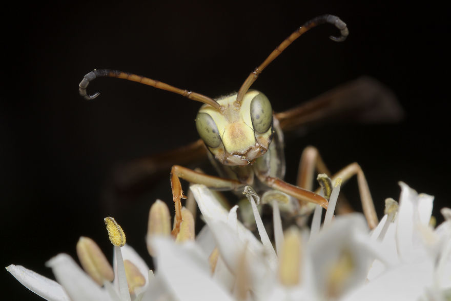 I Spent All Summer Photographing The Diversity Of Bugs In My Hometown