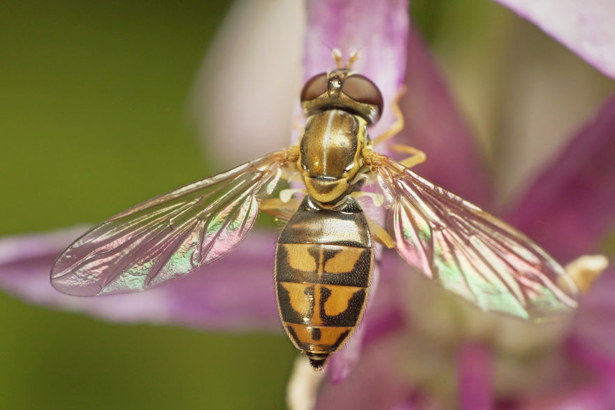 I Spent All Summer Photographing The Diversity Of Bugs In My Hometown