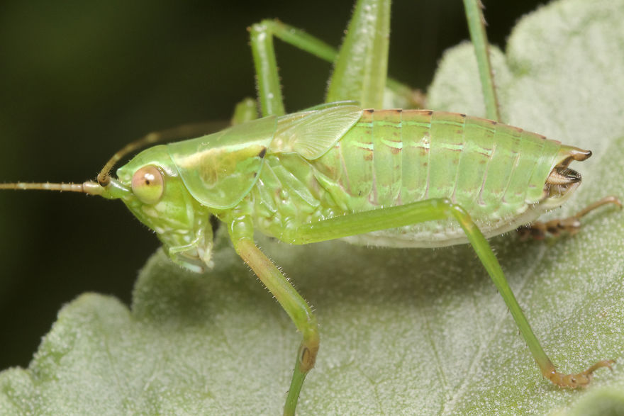 I Spent All Summer Photographing The Diversity Of Bugs In My Hometown